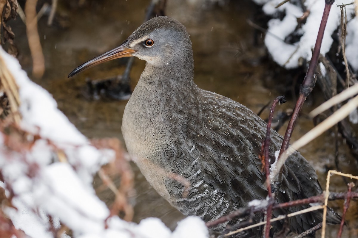 Clapper Rail - ML304140481