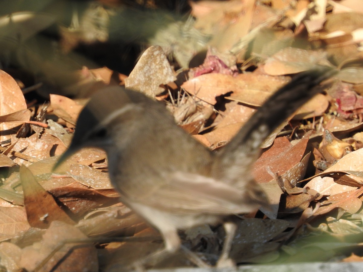 Bewick's Wren - ML30414061