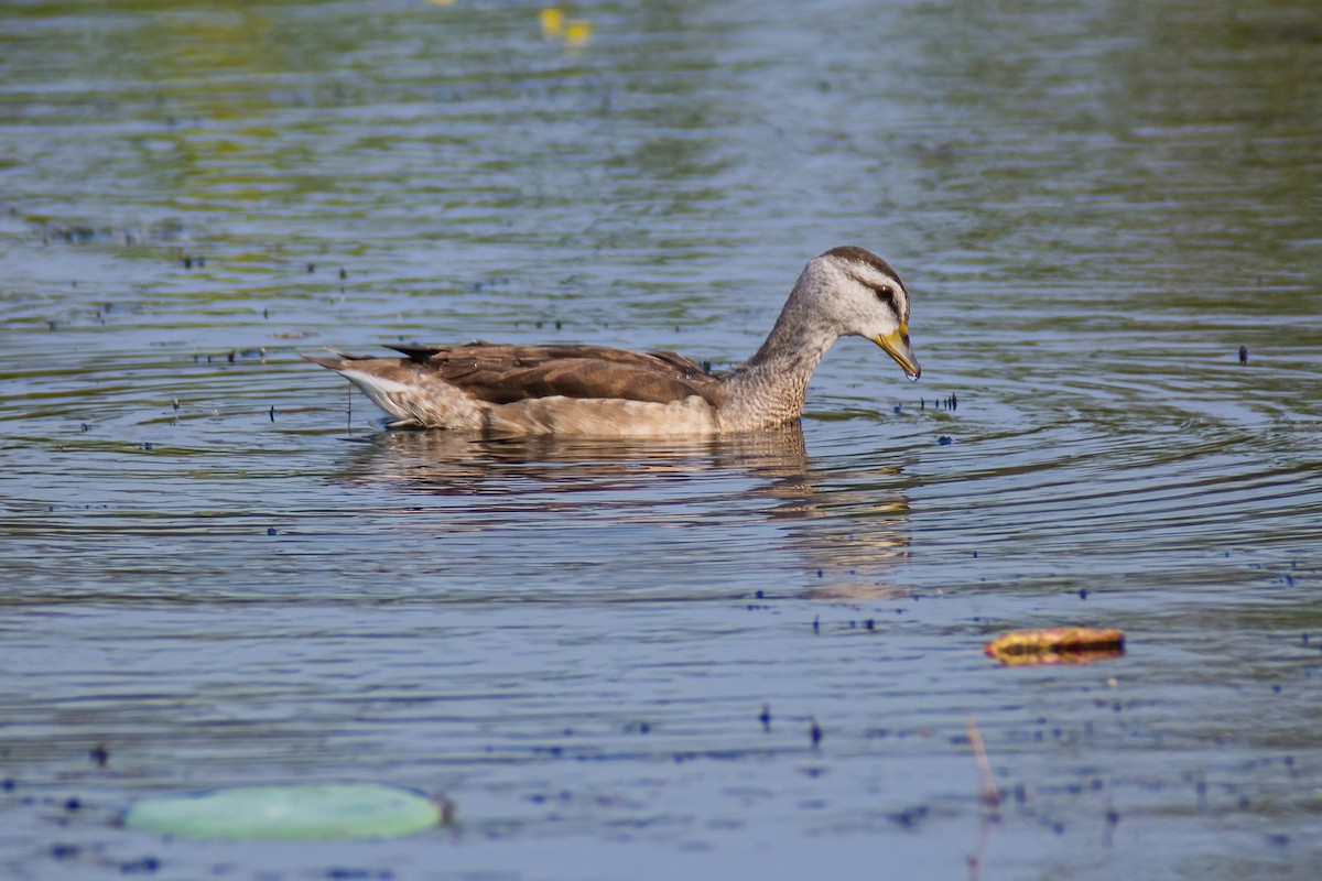 Cotton Pygmy-Goose - Ngoc Sam Thuong Dang