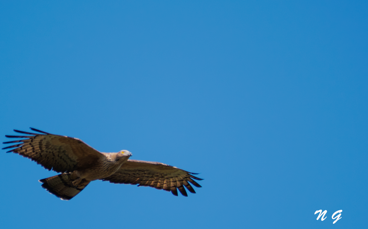 Oriental Honey-buzzard - ML304141211