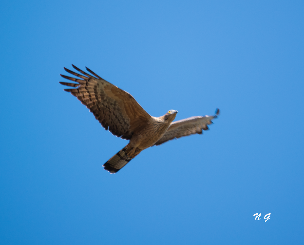 Oriental Honey-buzzard - ML304141631