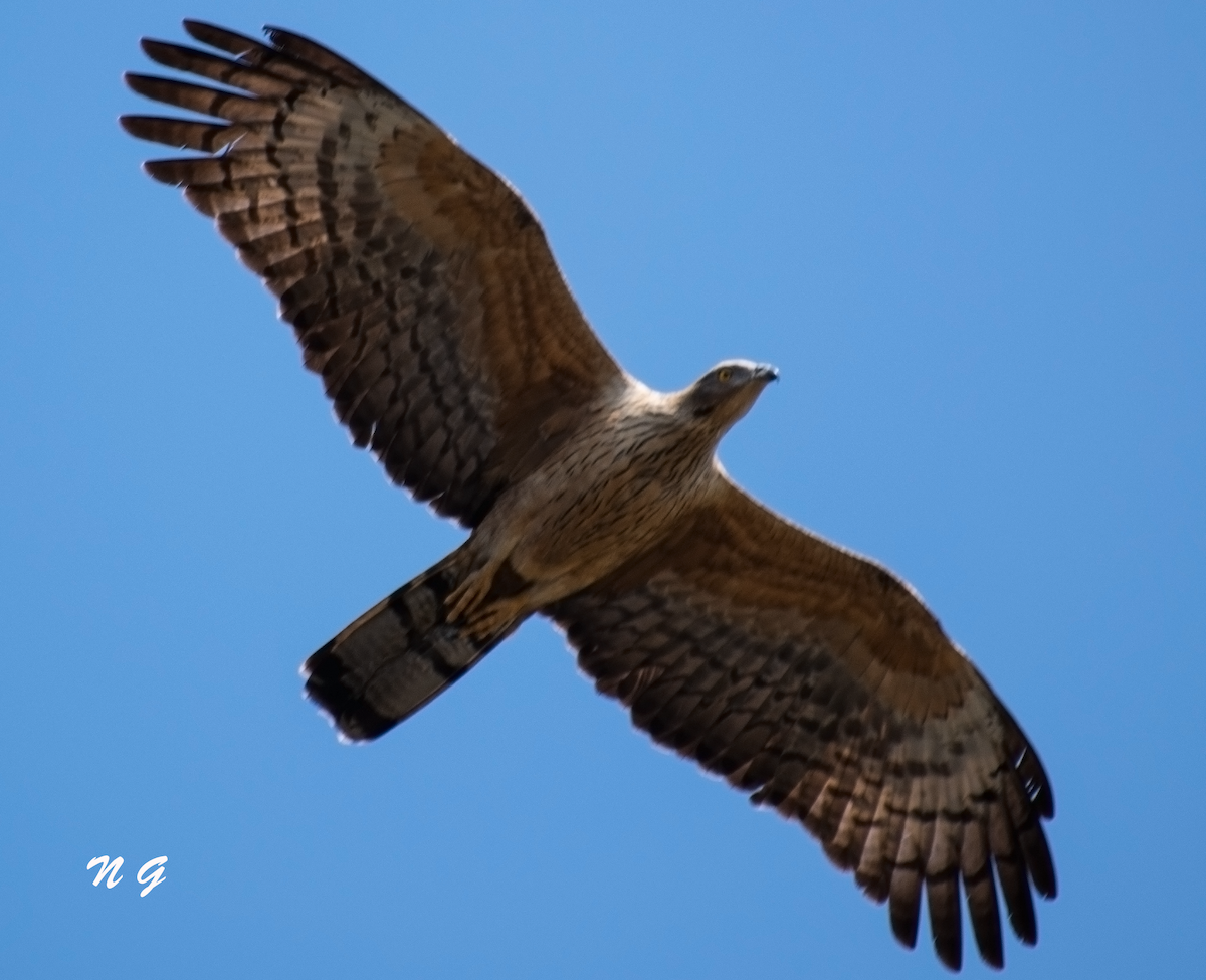 Oriental Honey-buzzard - ML304142051