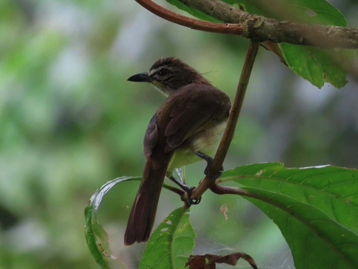 White-browed Bulbul - ML304142441