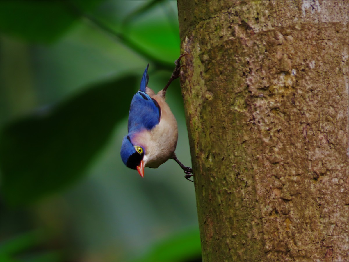 Velvet-fronted Nuthatch - Danidu Geeganage