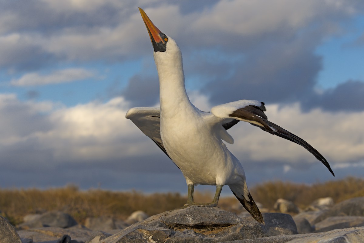 Nazca Booby - ML304143121