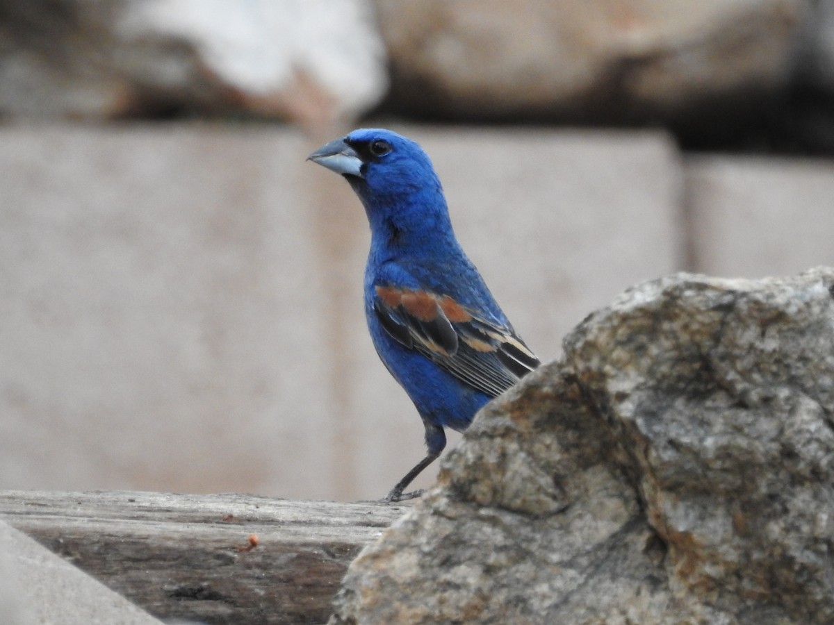 Blue Grosbeak - ML30414391