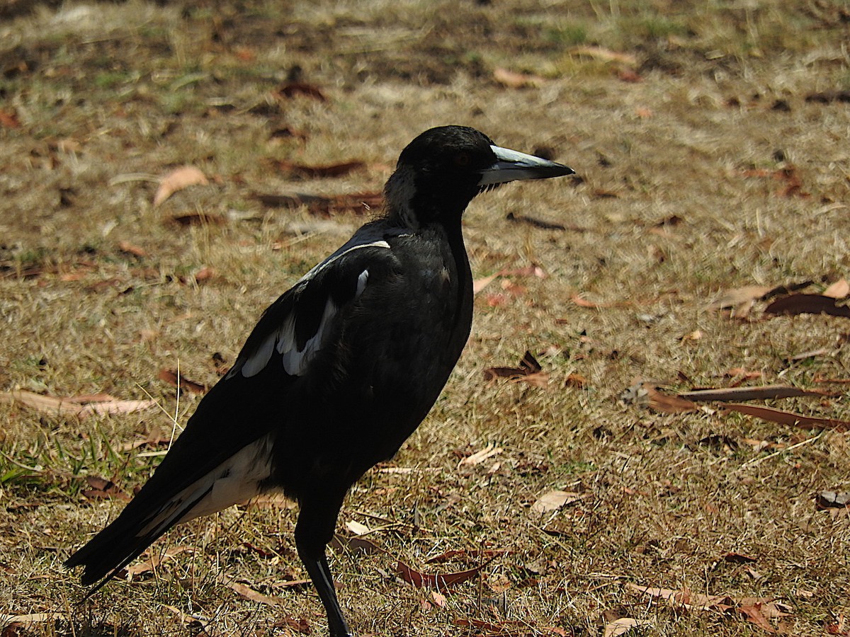 Australian Magpie - ML304144071