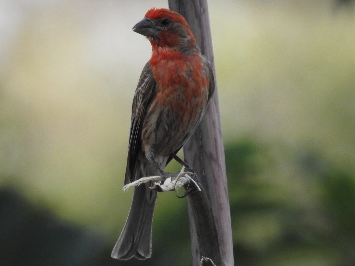 House Finch - ML30414411