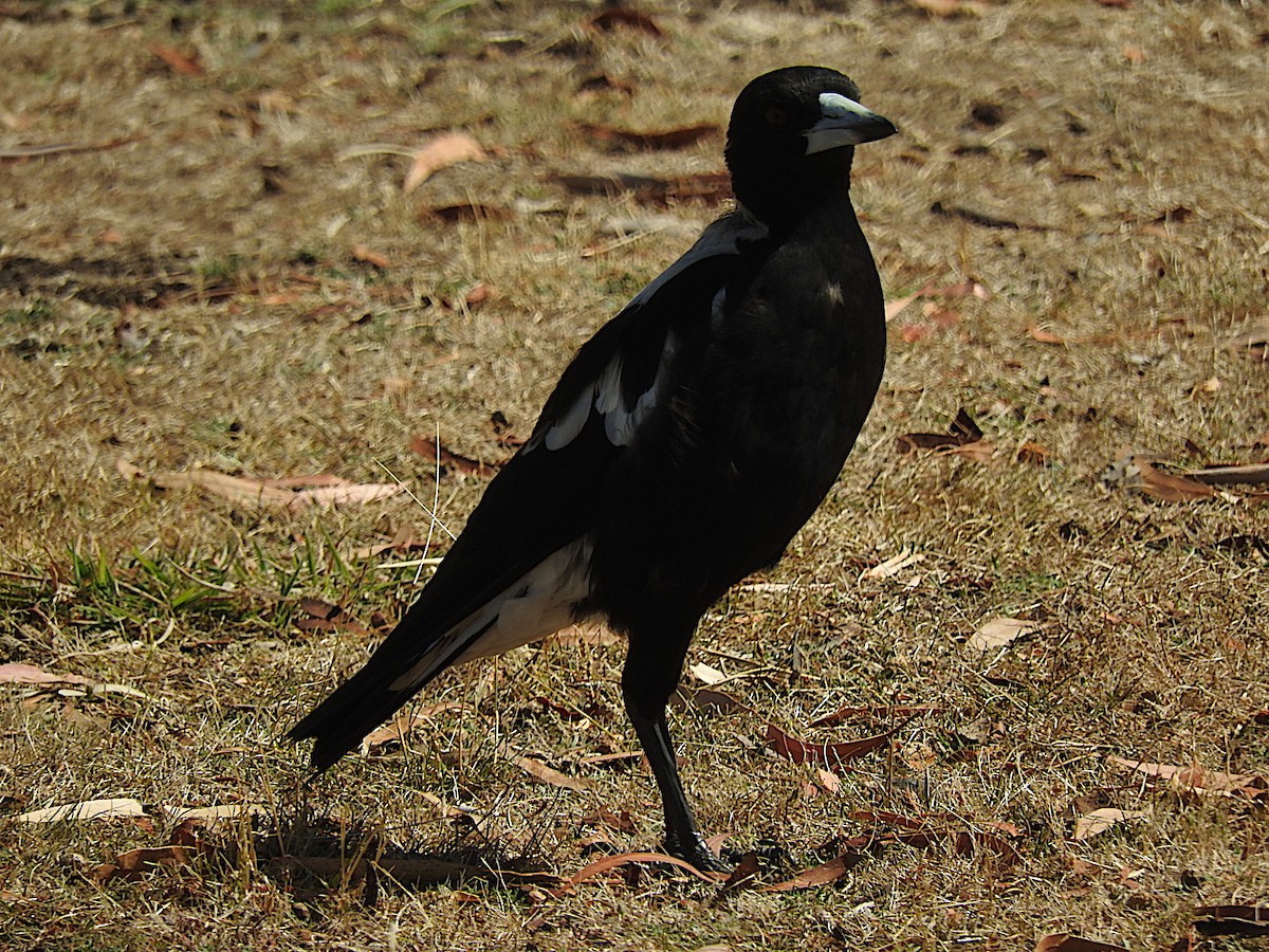 Australian Magpie - ML304144111