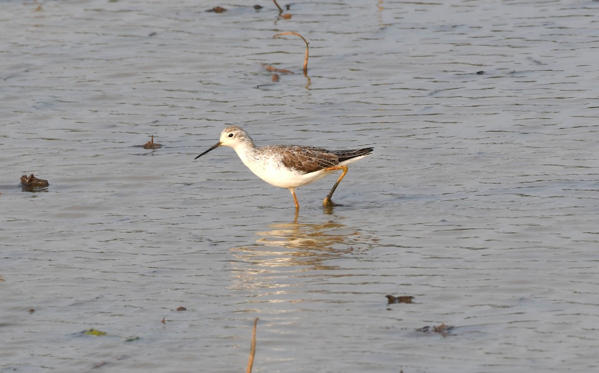 Marsh Sandpiper - ML304148171