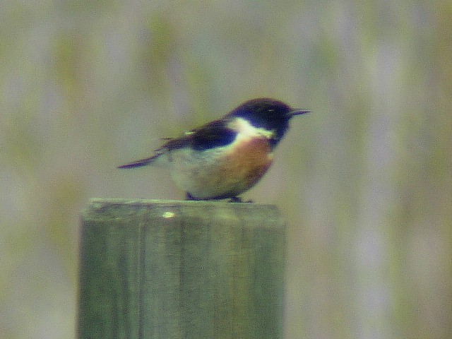 European Stonechat - ML304150661