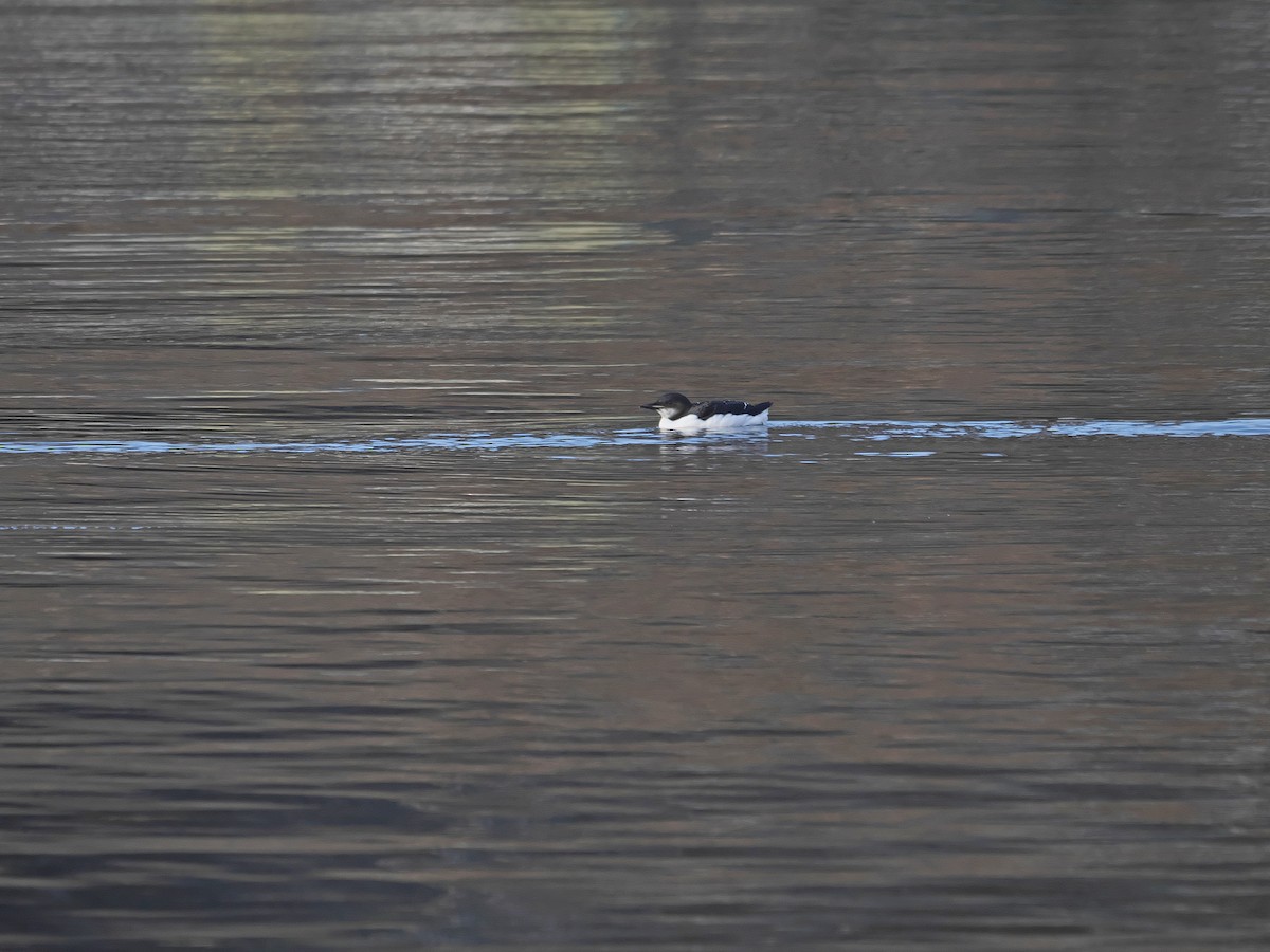 Thick-billed Murre - ML304150711