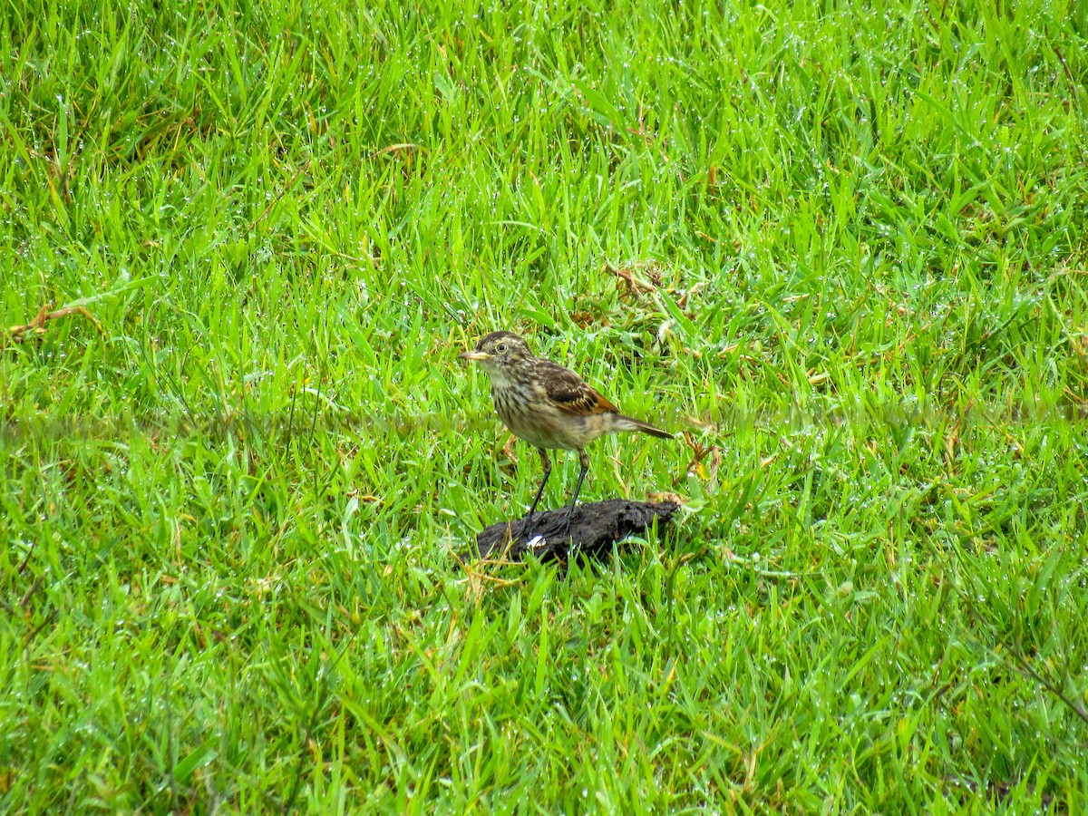 Spectacled Tyrant - Luis  Weymar Junior