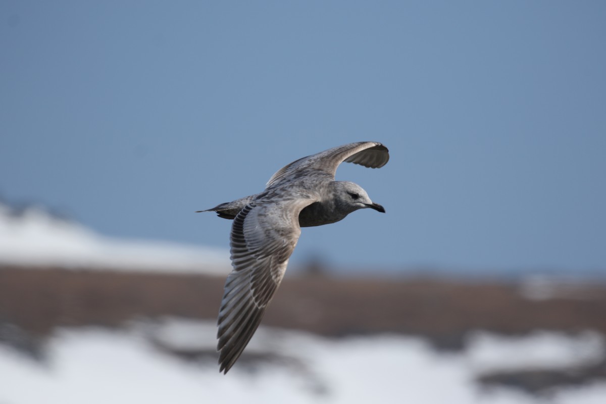 Iceland Gull (Thayer's) - ML30415231