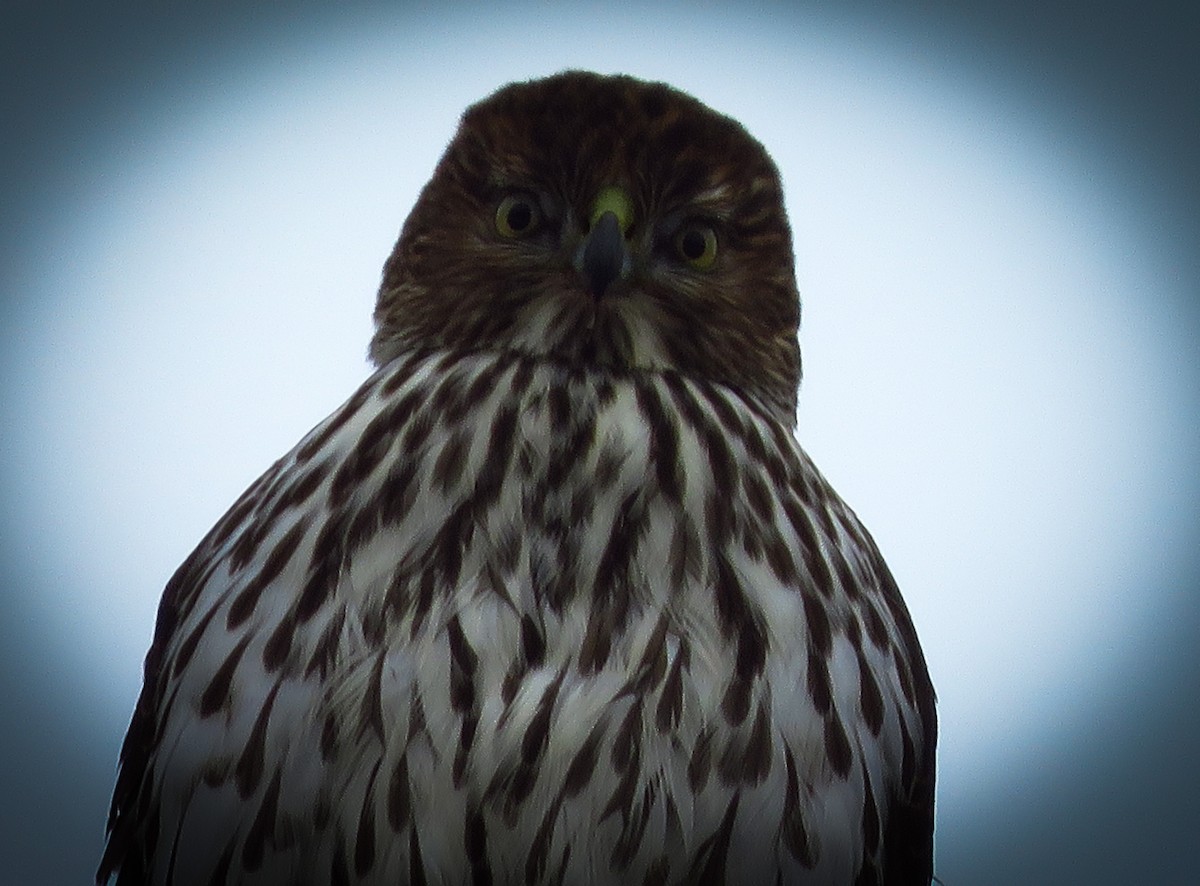 Cooper's Hawk - ML304152441