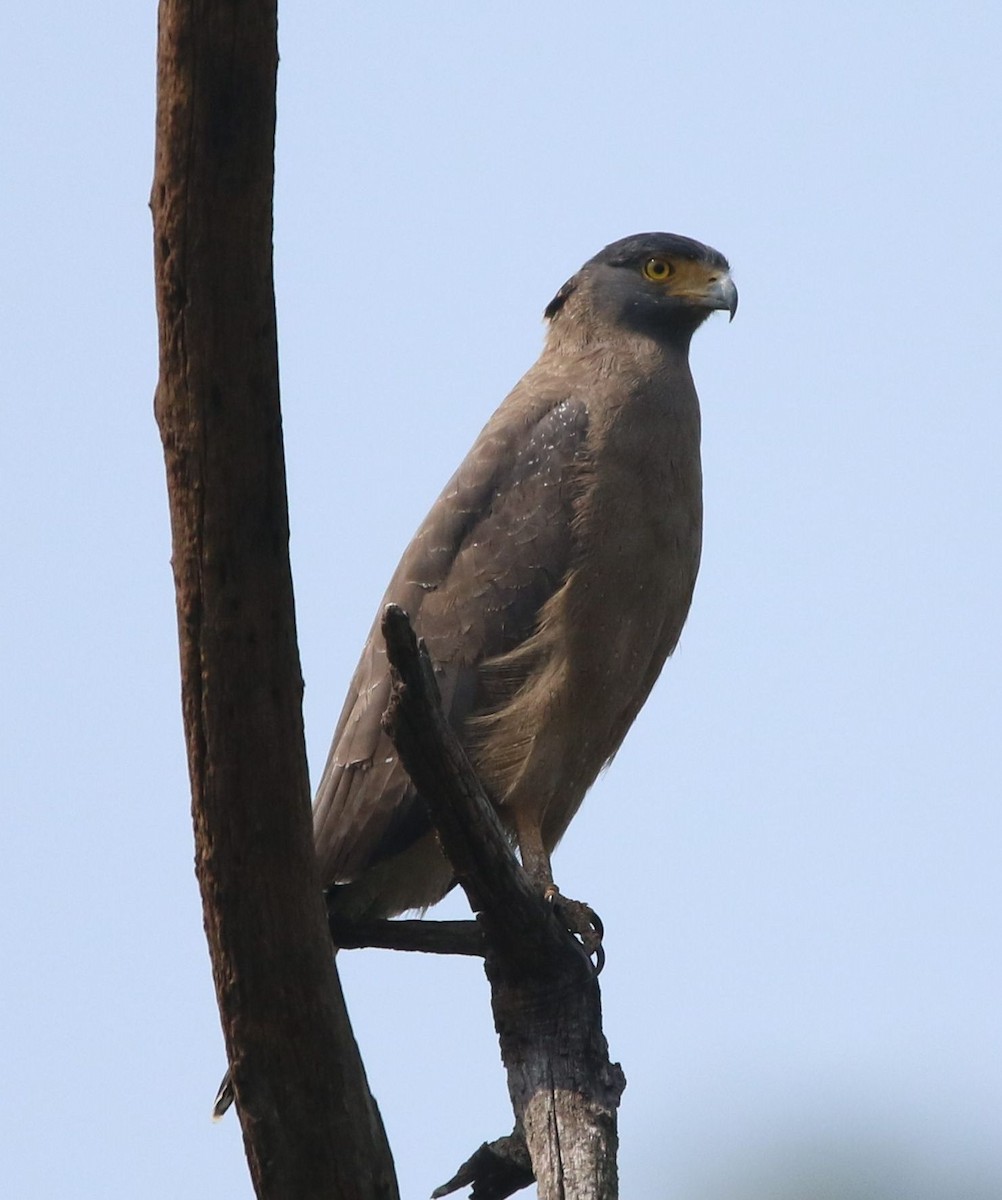 Crested Serpent-Eagle - ML304153281