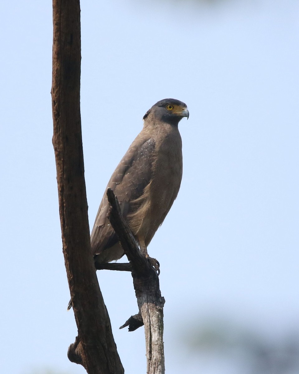 Crested Serpent-Eagle - ML304153291