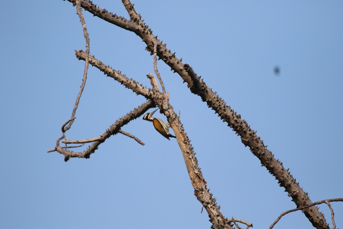 White-naped Woodpecker - Sushant Jadhav