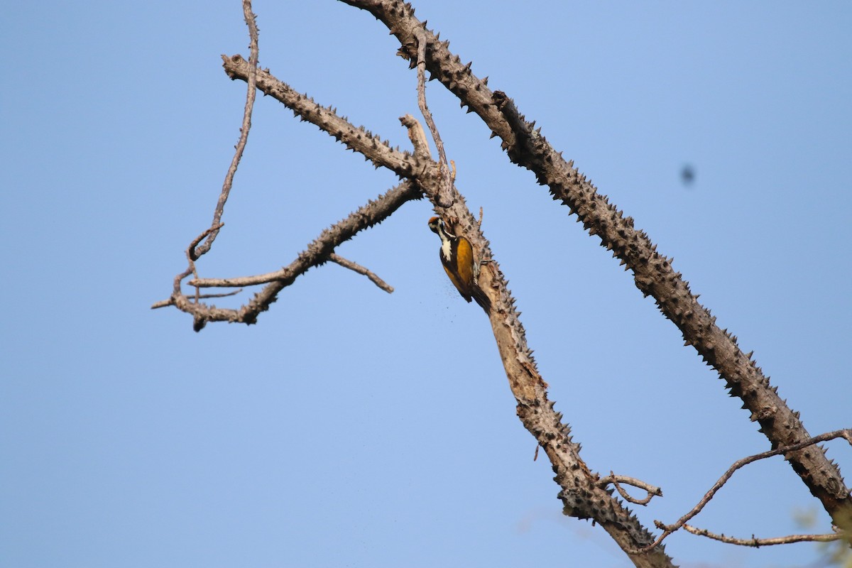 White-naped Woodpecker - ML304153351