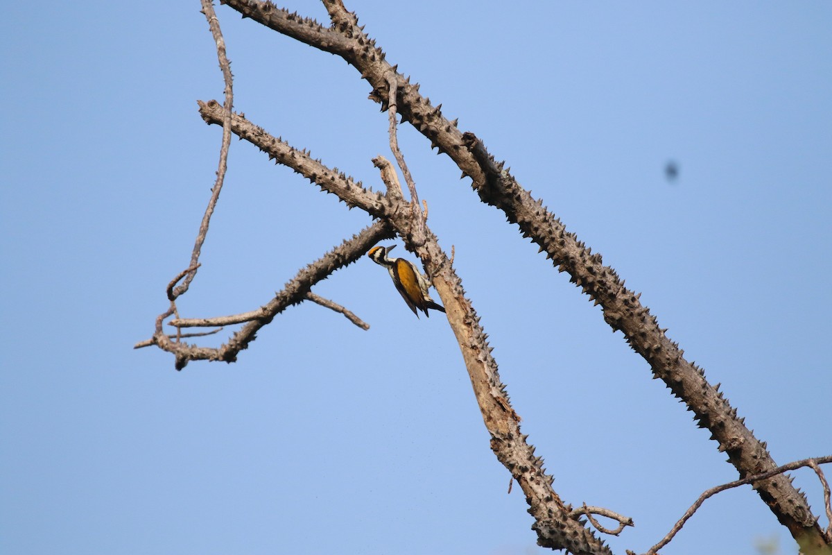 White-naped Woodpecker - ML304153361