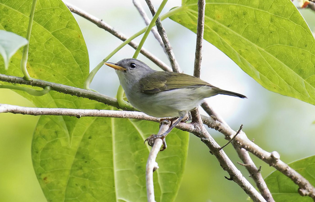 Numfor Leaf Warbler - Daniel López-Velasco | Ornis Birding Expeditions