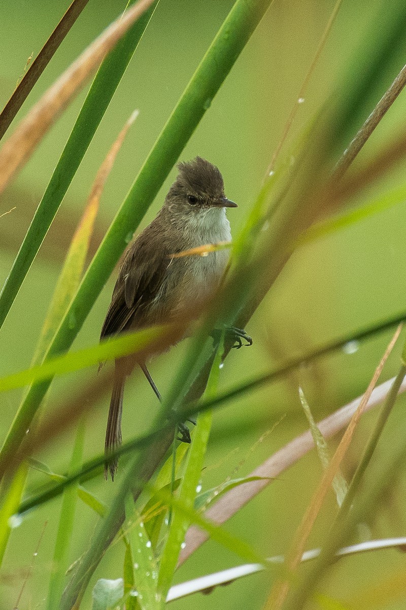 Lesser Swamp Warbler - ML304156051