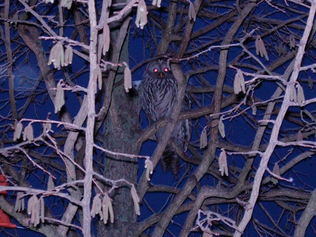 Ural Owl - Mikaela Lind