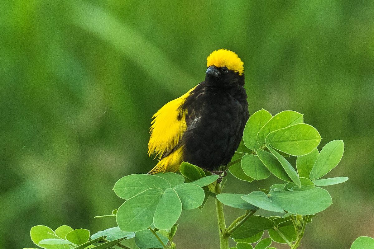 Yellow-crowned Bishop - ML304156101