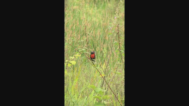 ペルームネアカマキバドリ - ML304157061