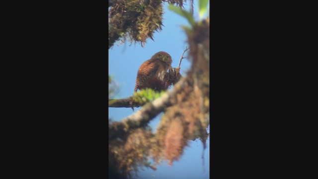 Cloud-forest Pygmy-Owl - ML304158481