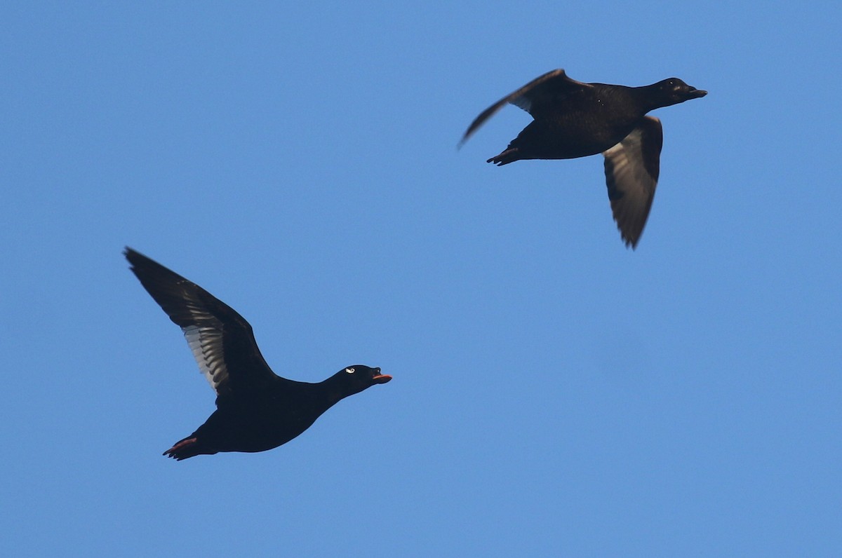 Stejneger's Scoter - ML30415911