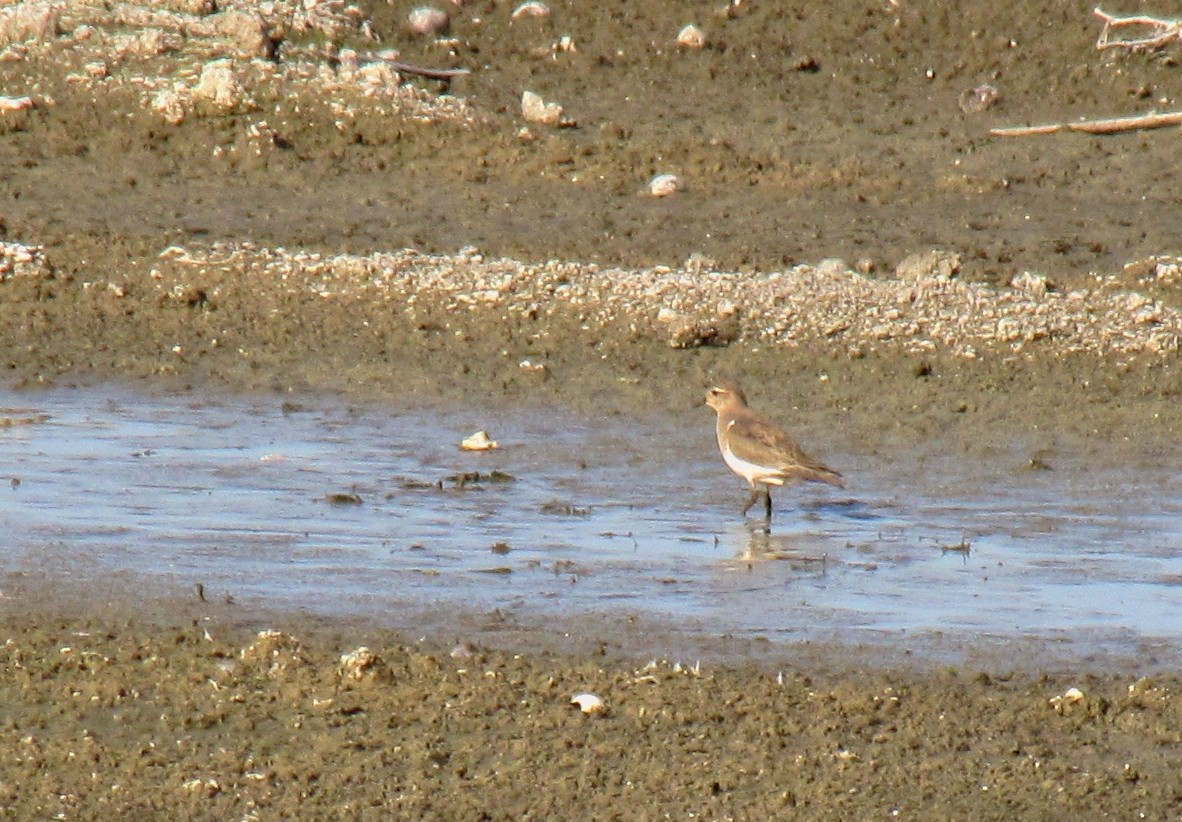Rufous-chested Dotterel - ML304159241