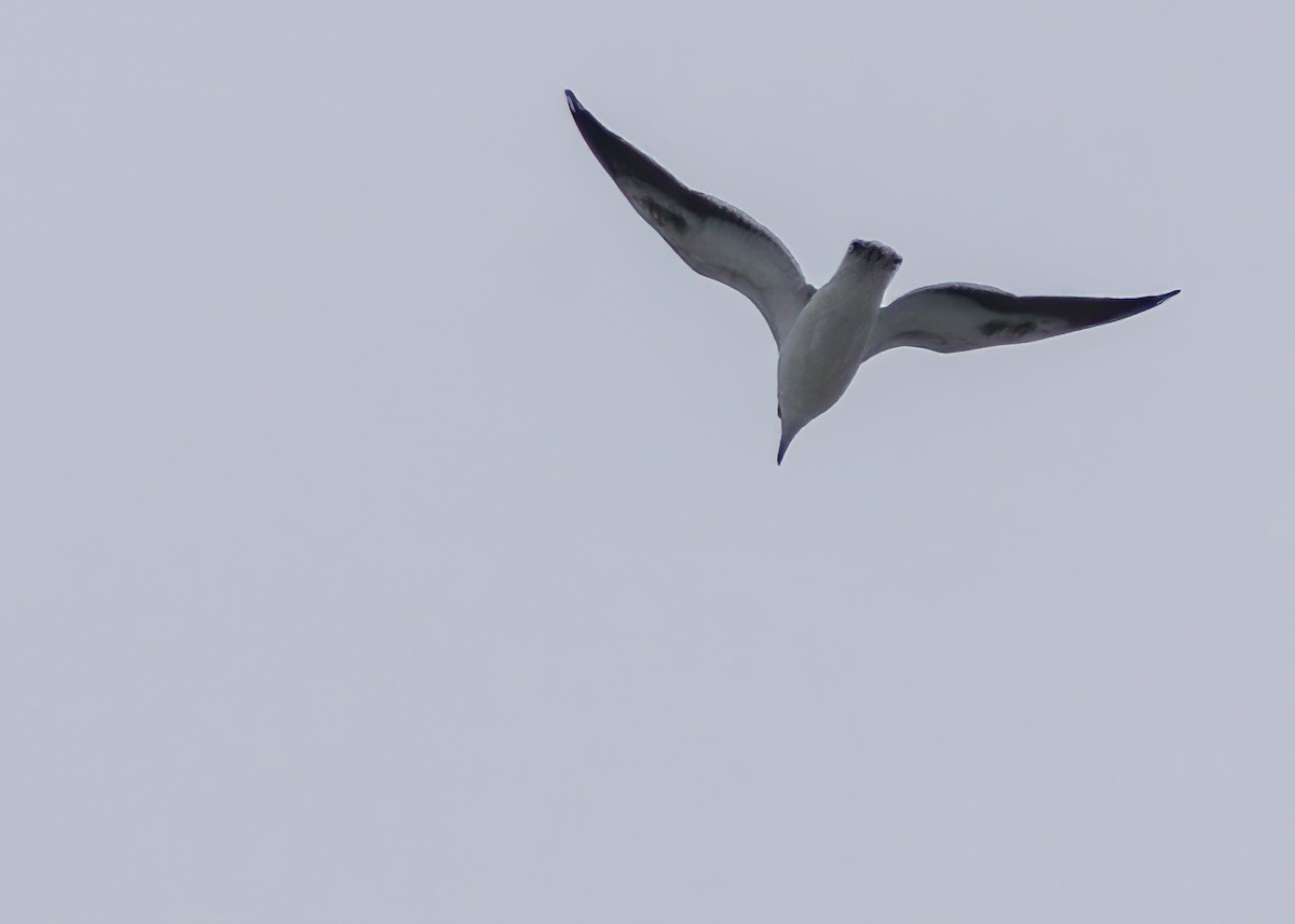 Great Black-backed Gull - ML304159341