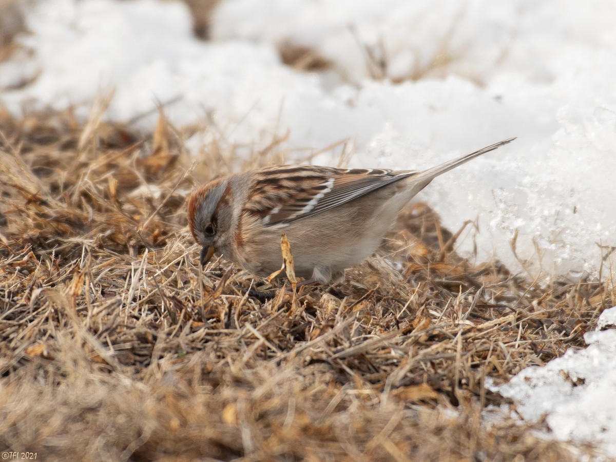 American Tree Sparrow - ML304160911