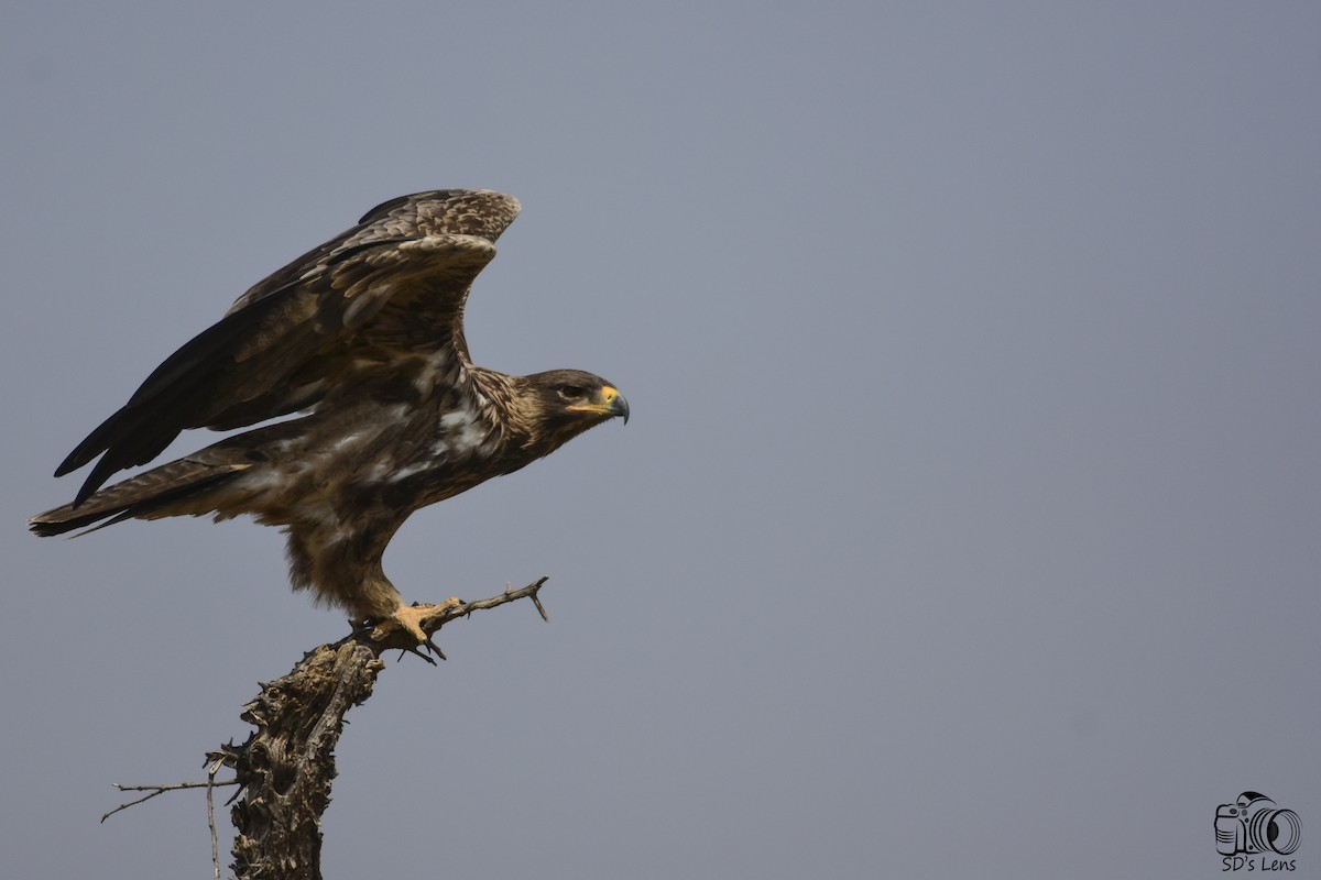 Tawny Eagle - Saptarshi Dasgupta