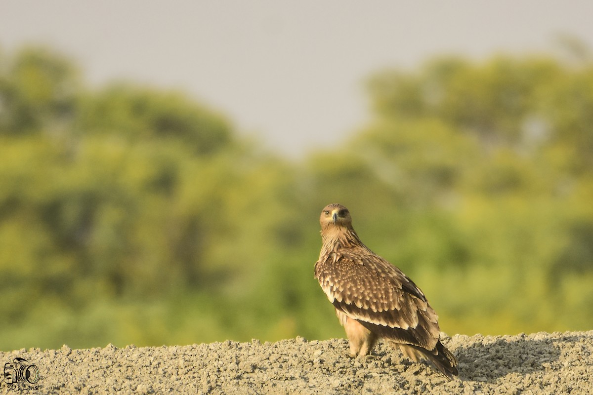 Imperial Eagle - Saptarshi Dasgupta