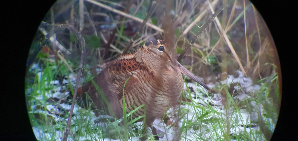 Eurasian Woodcock - ML304162091