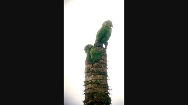 Kara Kuyruklu Papağan (pacifica) - ML304163031