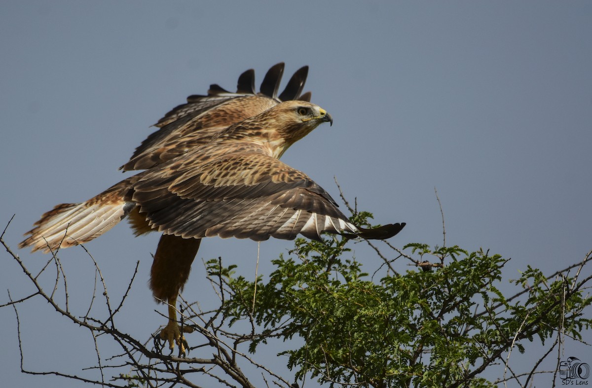 Long-legged Buzzard - Saptarshi Dasgupta