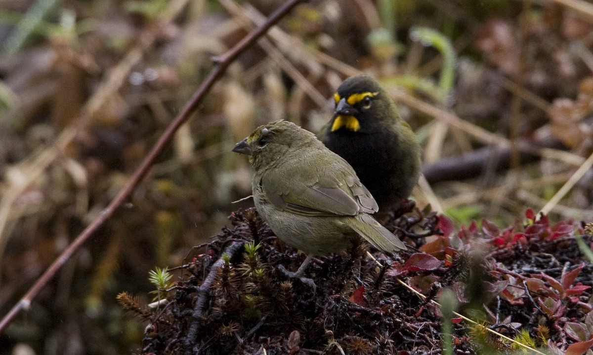 Yellow-faced Grassquit - ML30416411