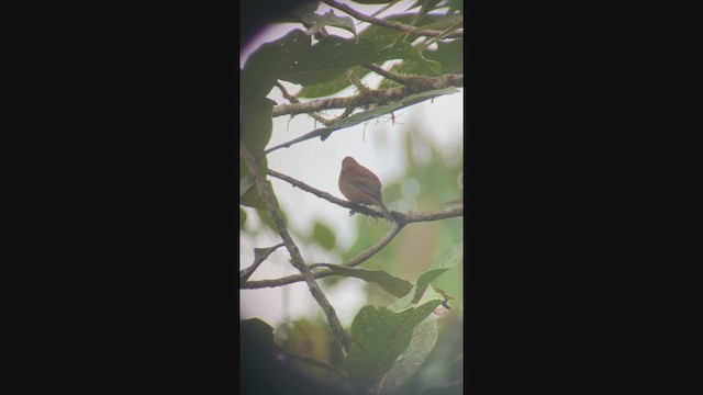 Ecuadorian Seedeater - ML304164151