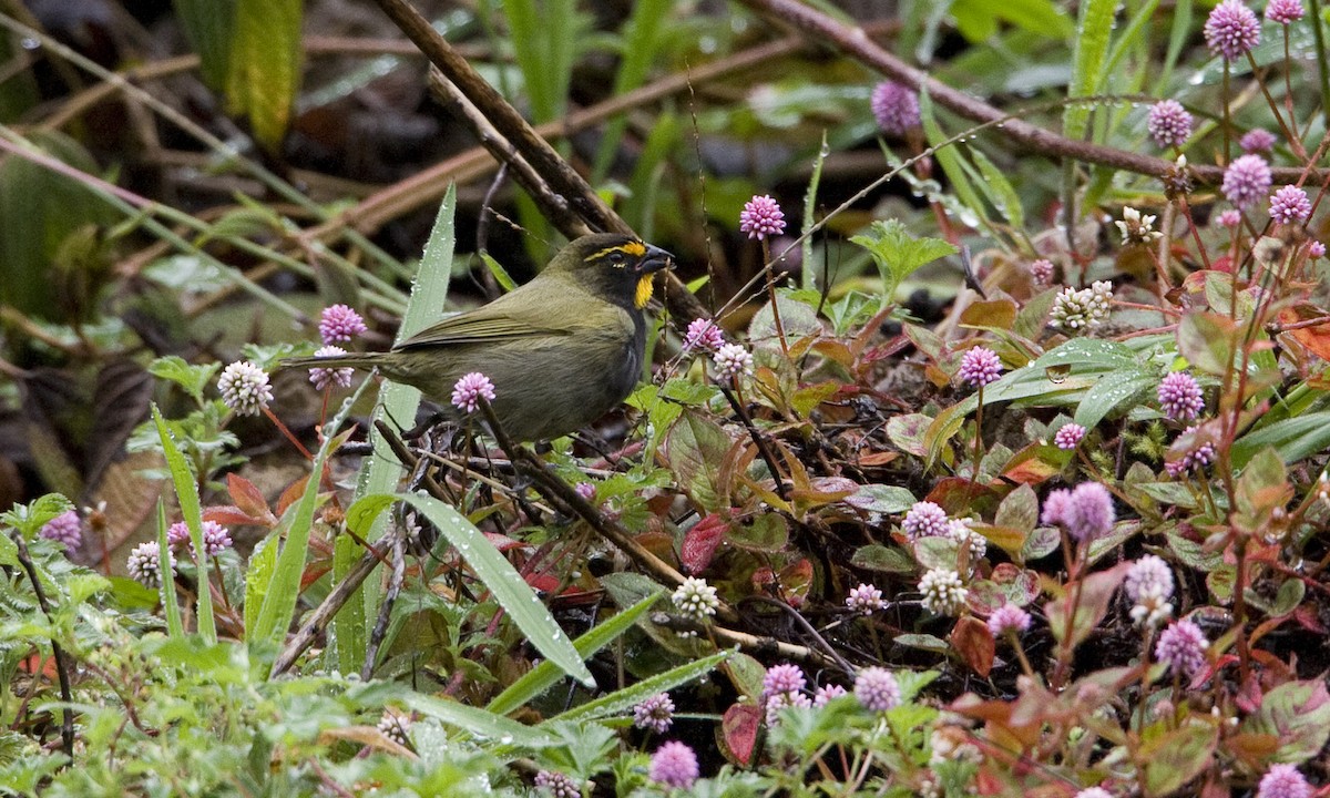 Yellow-faced Grassquit - Brian Sullivan