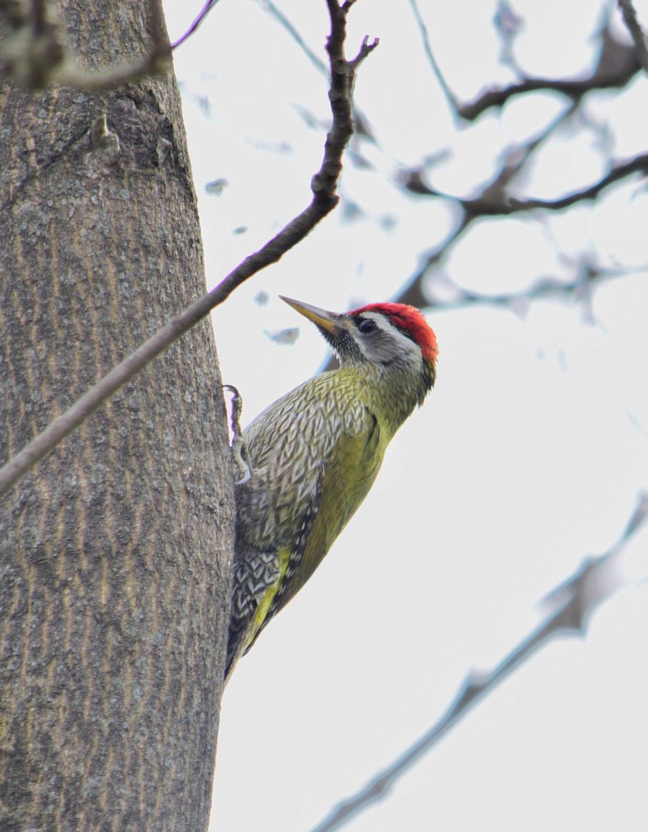 Streak-throated Woodpecker - ML304164261