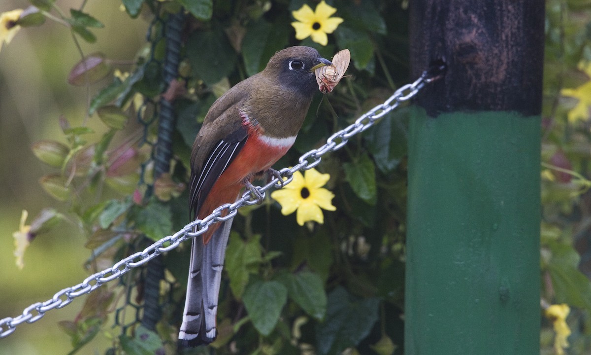 trogon límcový - ML30416431