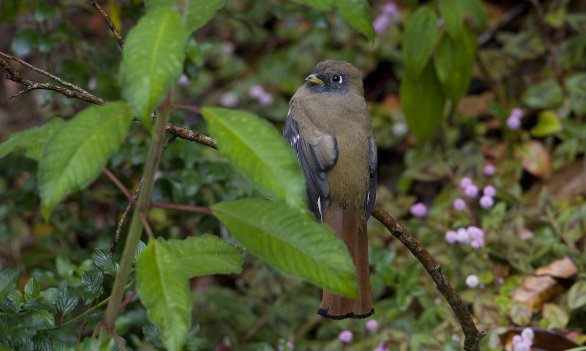 Halkalı Trogon - ML30416441