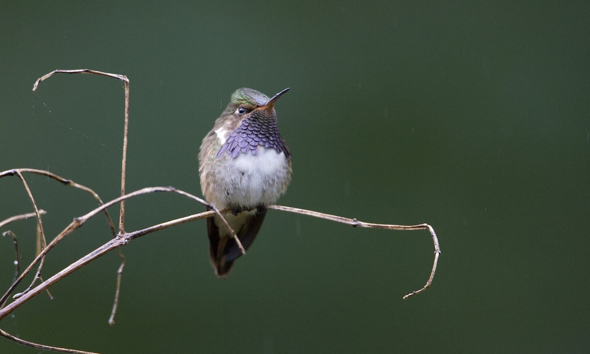 Colibrí Volcanero - ML30416501