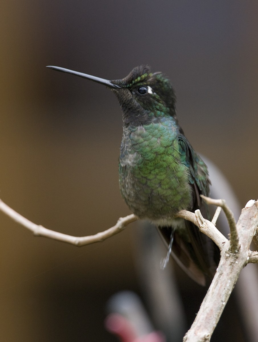 Talamanca Hummingbird - Brian Sullivan