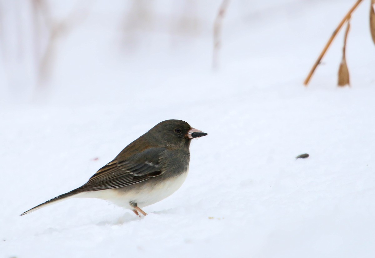 Dark-eyed Junco - ML304166991