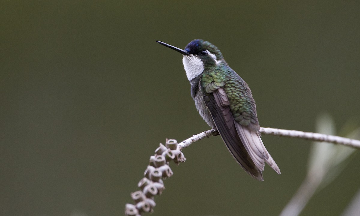 White-throated Mountain-gem - ML30416771