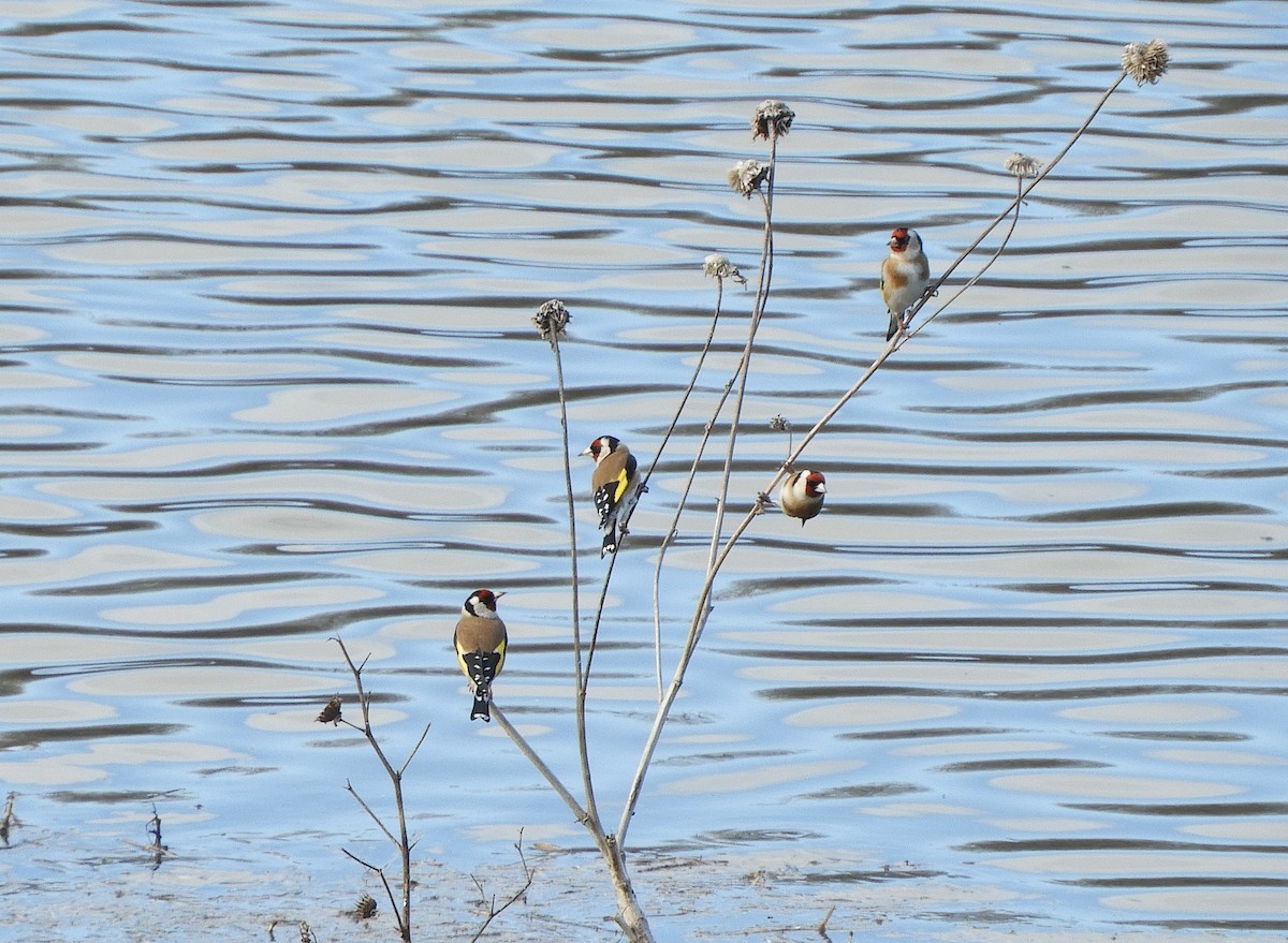 European Goldfinch - ML304169391